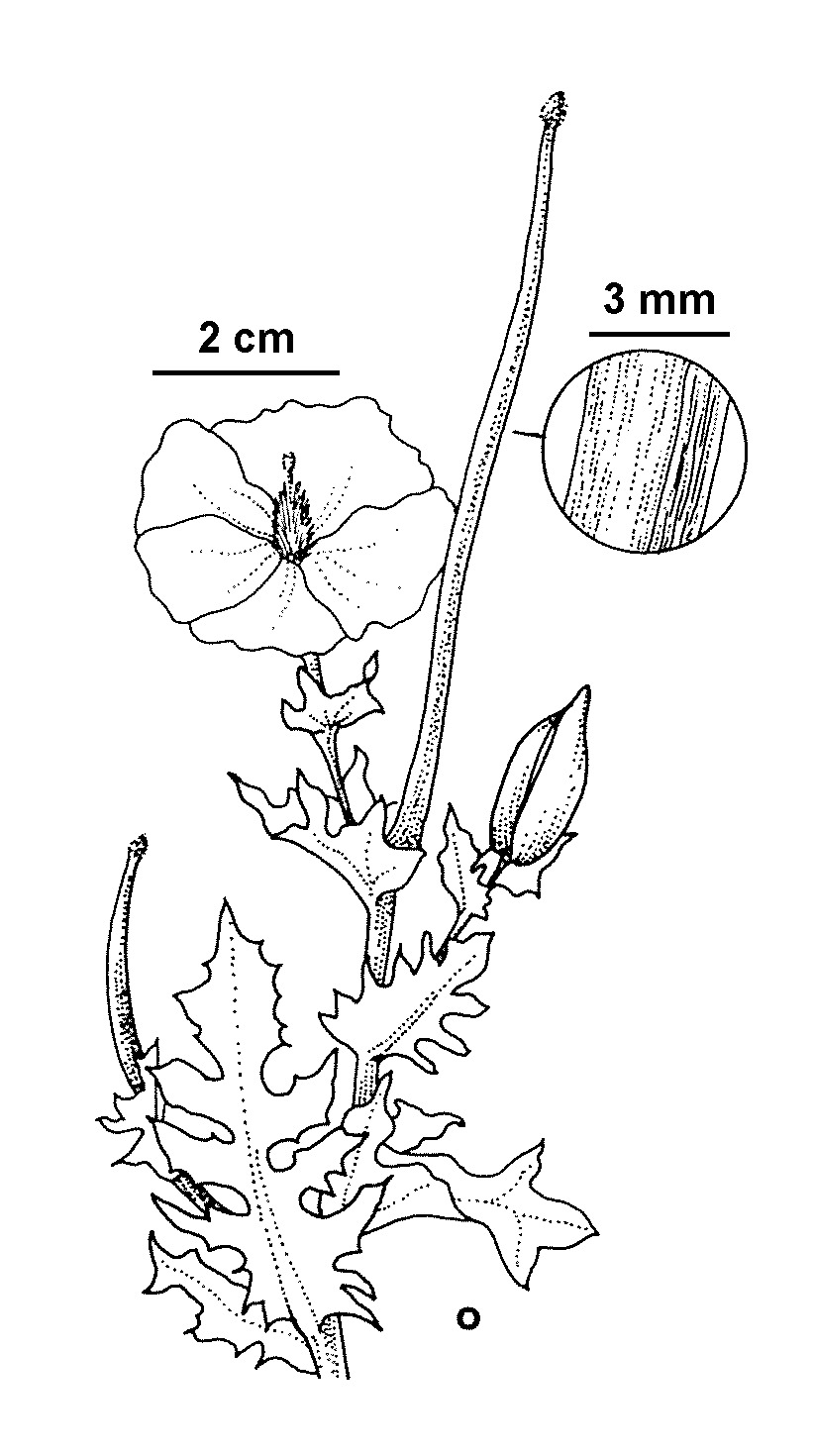 Glaucium (hero image)