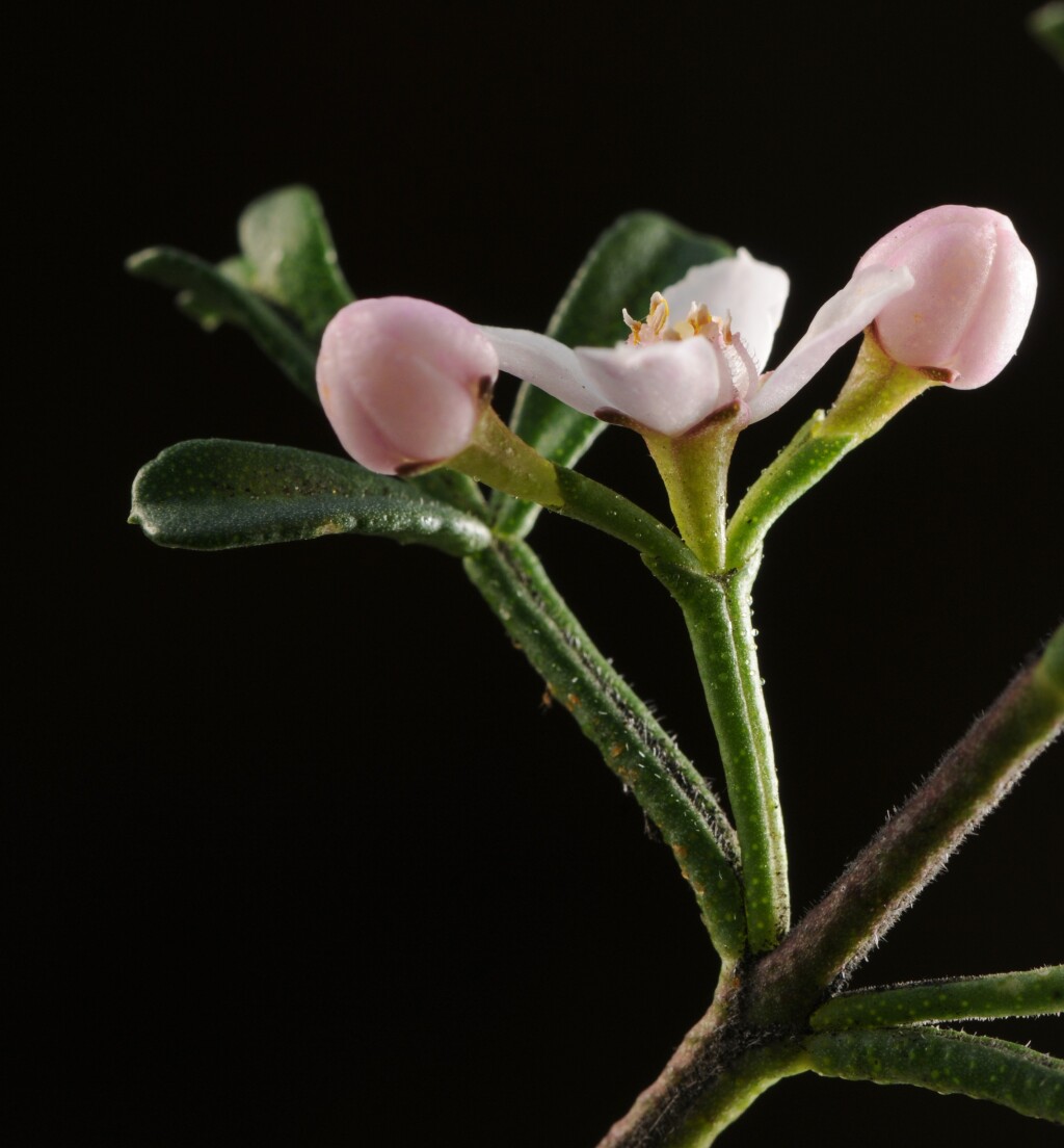 Cyanothamnus anemonifolius (hero image)