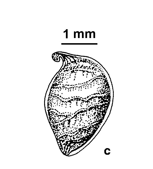 Ranunculus trichophyllus (hero image)