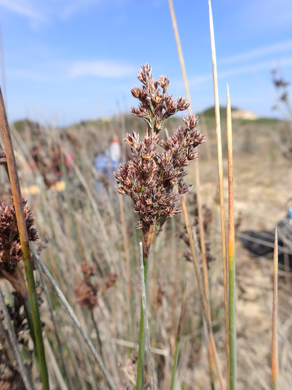 Juncus kraussii (hero image)