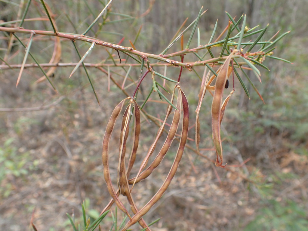 Acacia genistifolia subsp. attenuata (hero image)