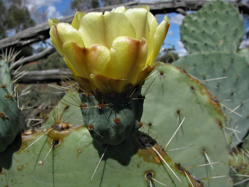 Cactaceae (hero image)