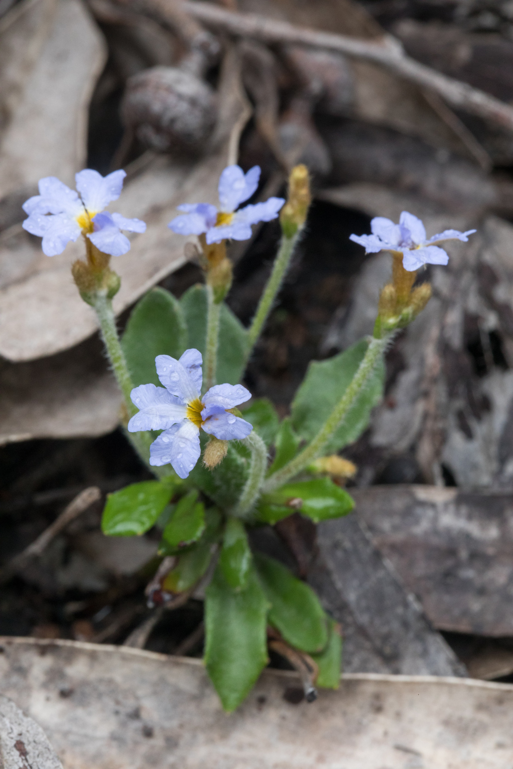 Dampiera stricta (hero image)