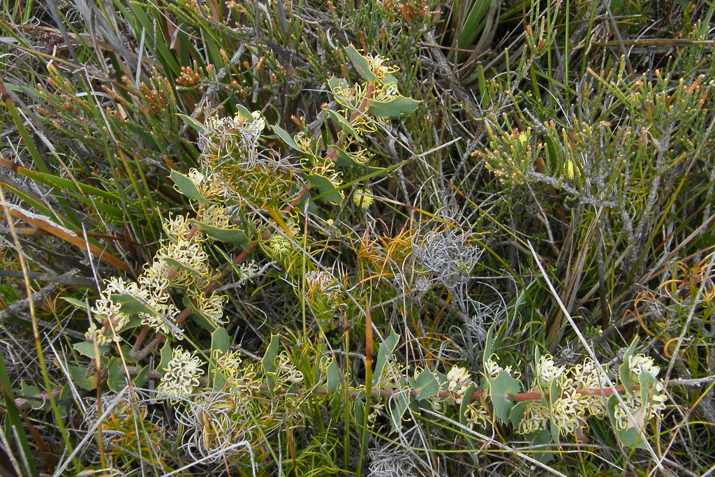 Hakea prostrata (hero image)