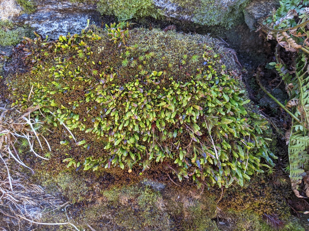 Polypodiaceae (hero image)