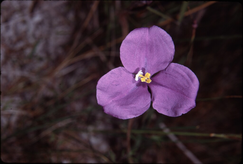 Patersonia sericea (hero image)