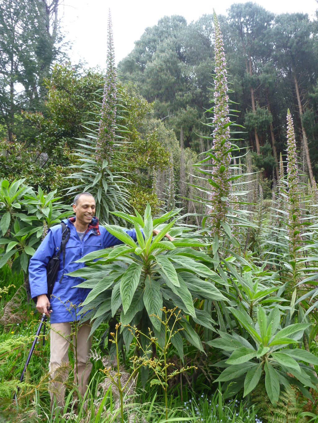 Echium pininana × Echium wildpretii (hero image)