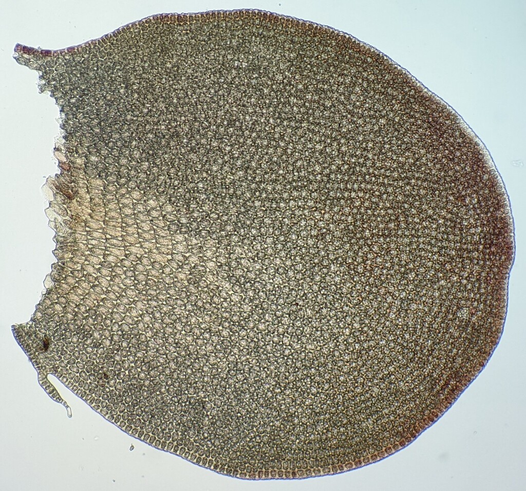 Adelanthaceae (hero image)