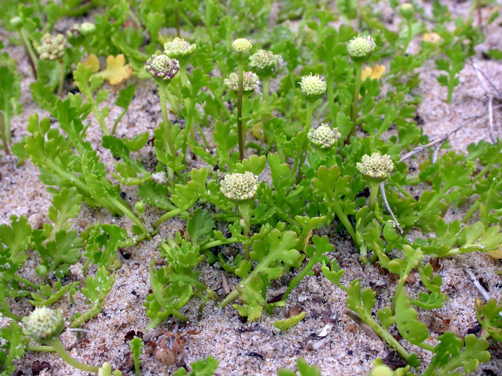 Leptinella longipes (hero image)