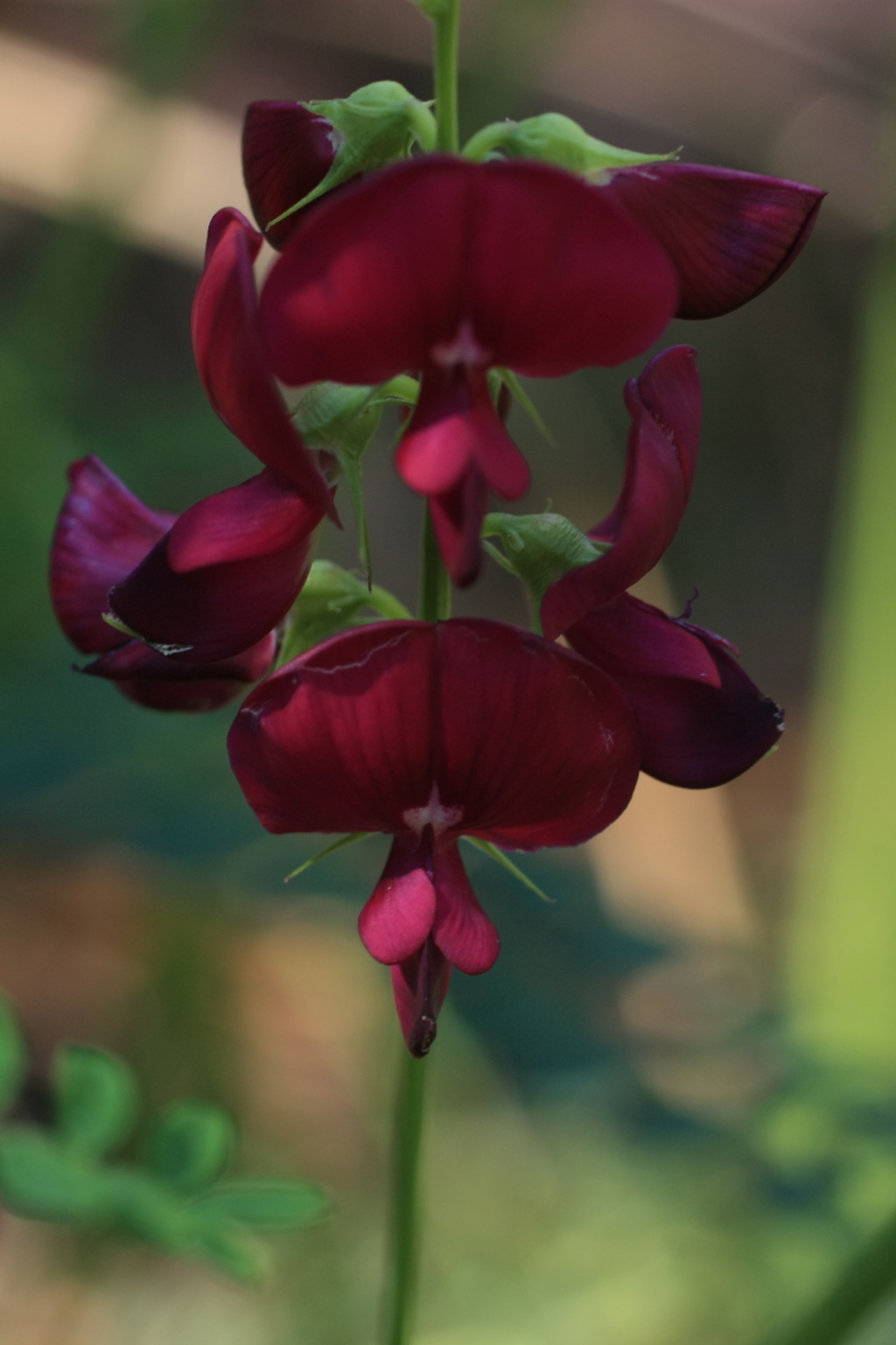 Swainsona galegifolia (hero image)