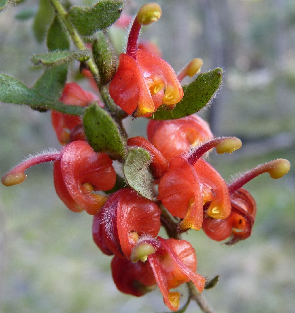 Grevillea alpina (hero image)