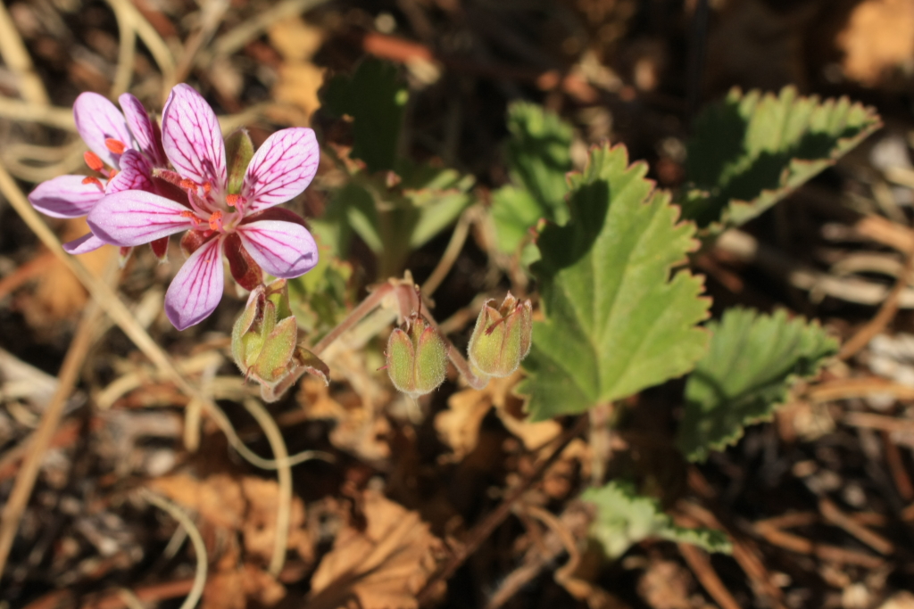 Pelargonium sp. 1 (hero image)