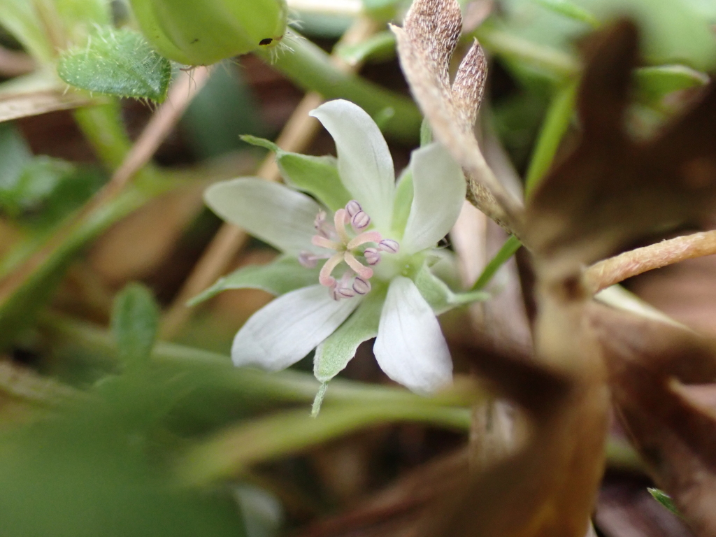 Geranium sp. 7 (hero image)