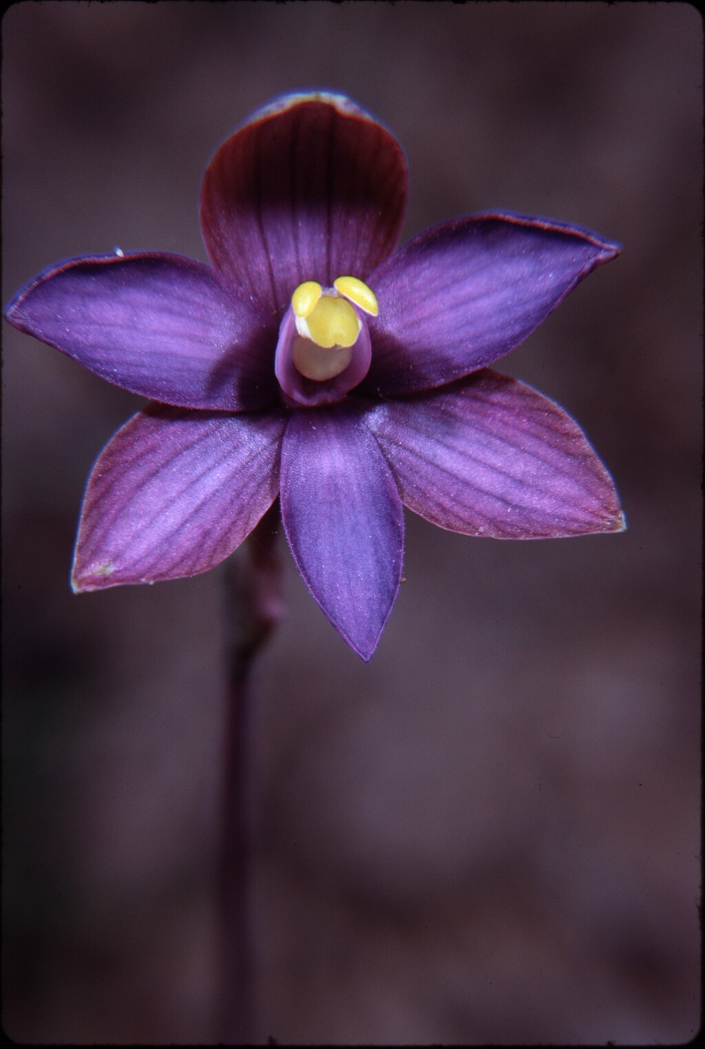 Thelymitra matthewsii (hero image)