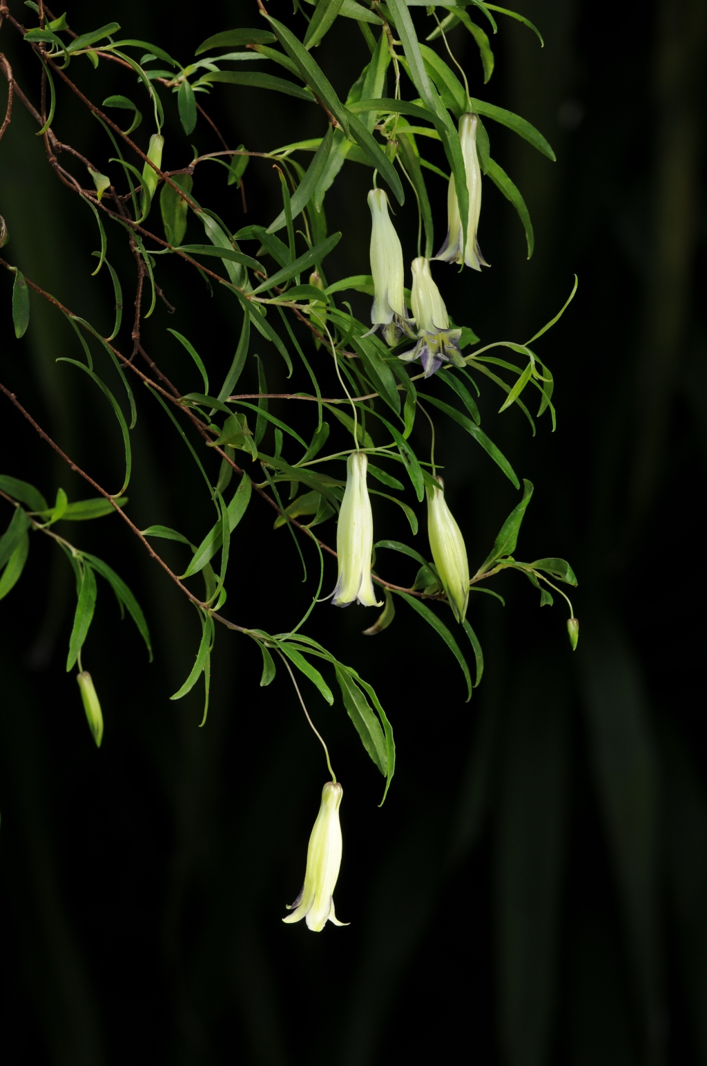 Pittosporaceae (hero image)