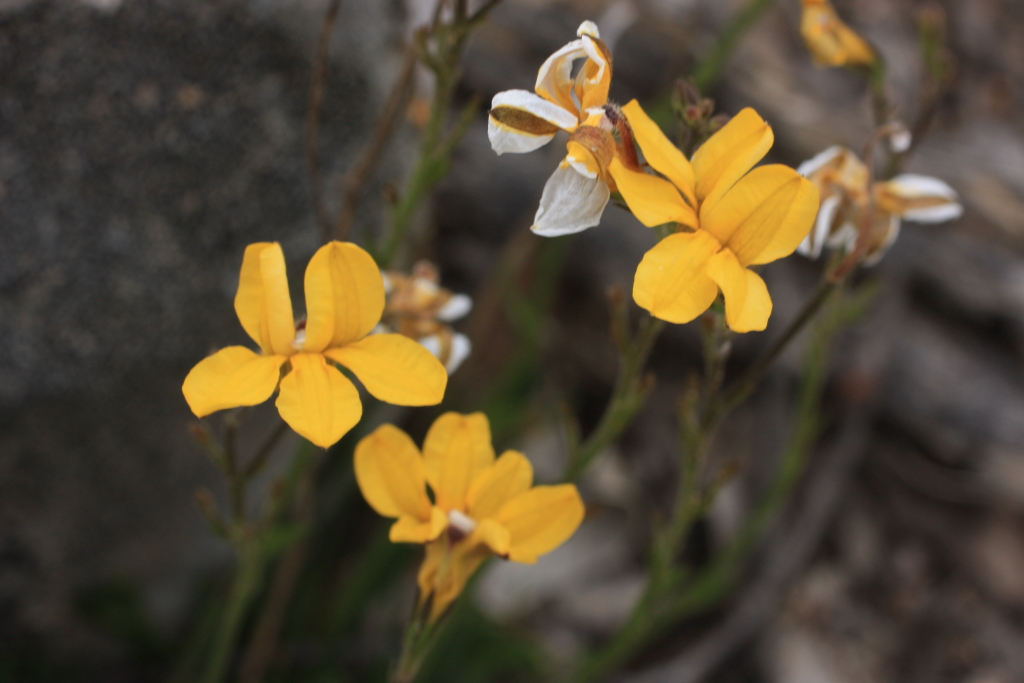 Goodenia lineata (hero image)