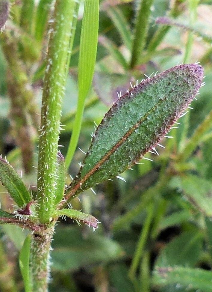 Opercularia varia (hero image)