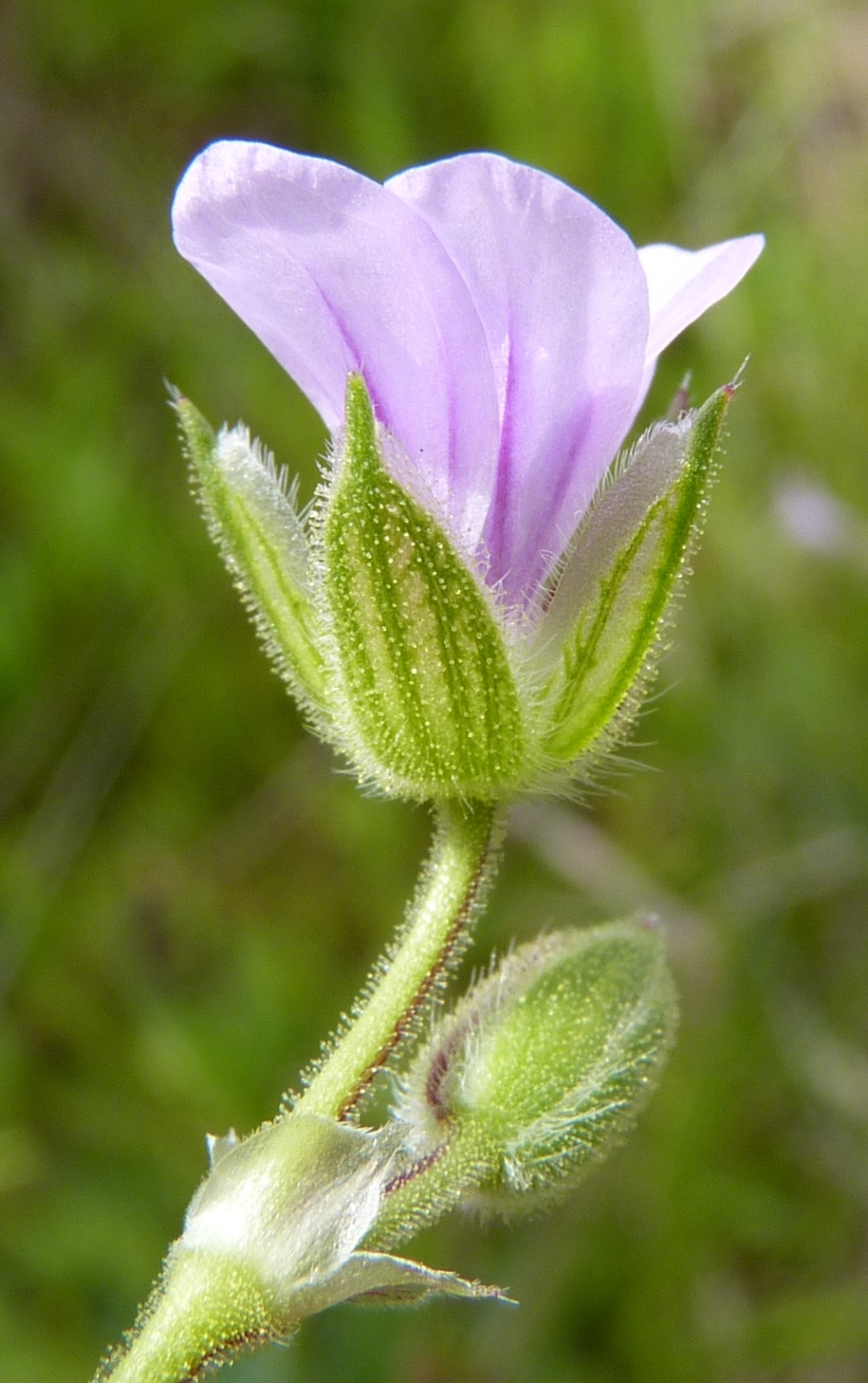 Erodium botrys (hero image)