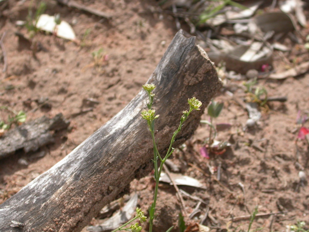 Lepidium fasciculatum (hero image)