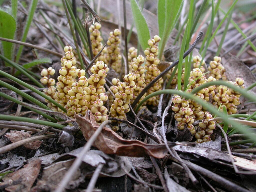 Lomandra sororia (hero image)