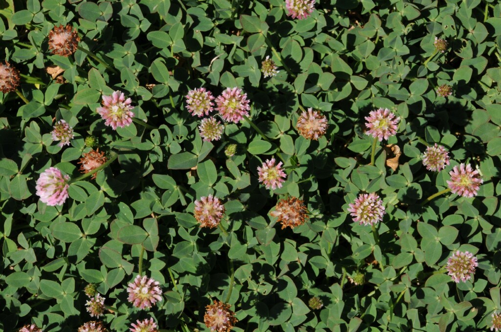 Trifolium fragiferum (hero image)