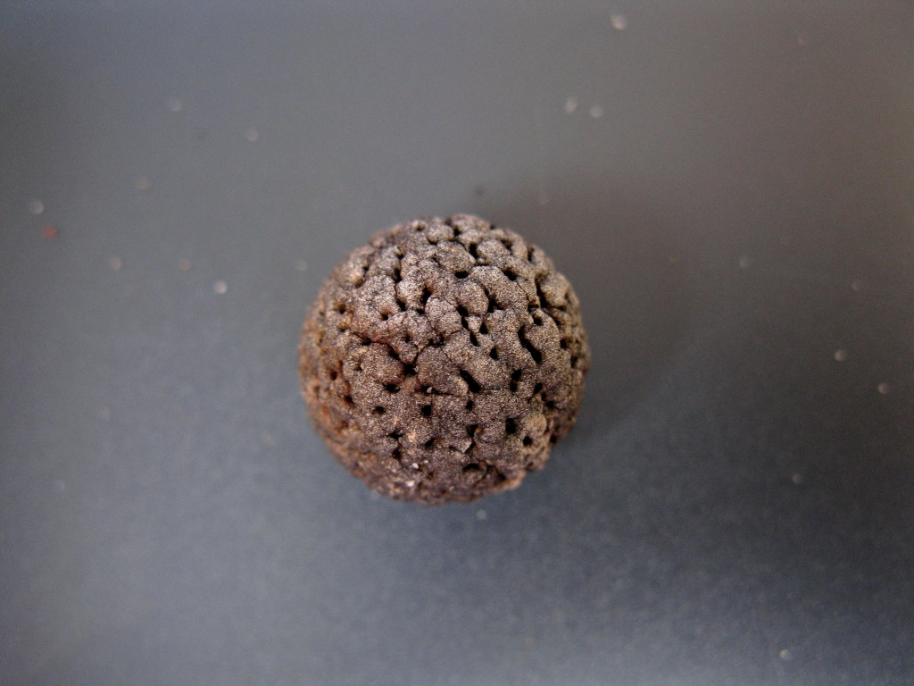 Santalum murrayanum (hero image)