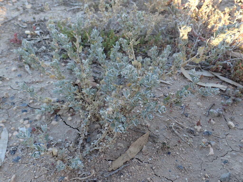 Atriplex pseudocampanulata (hero image)