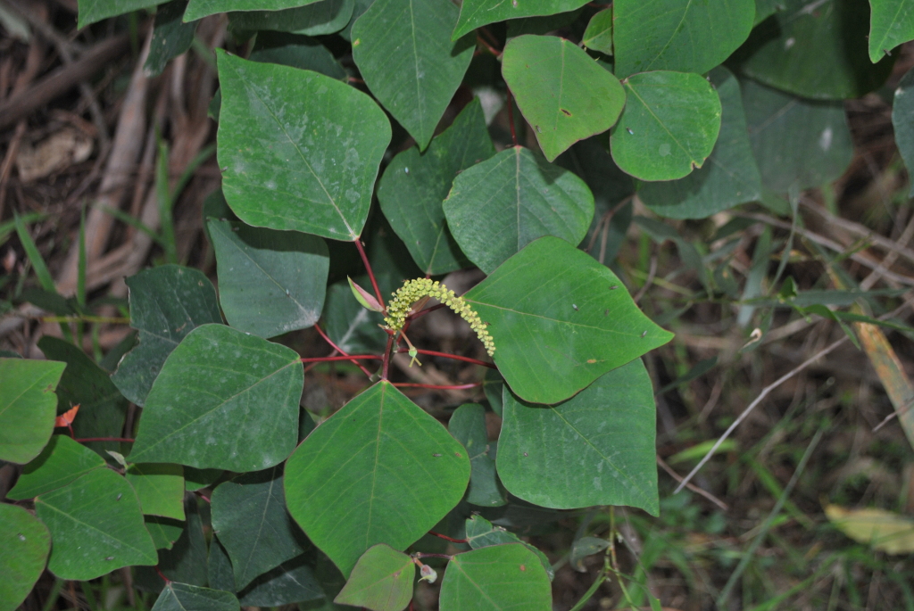 Homalanthus populifolius (hero image)