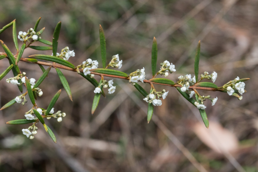 Logania albiflora (hero image)