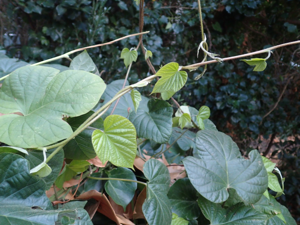 Ipomoea indica (hero image)