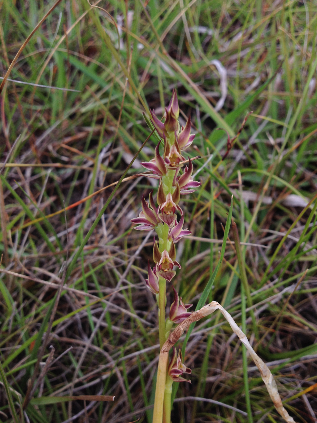 Prasophyllum frenchii (hero image)