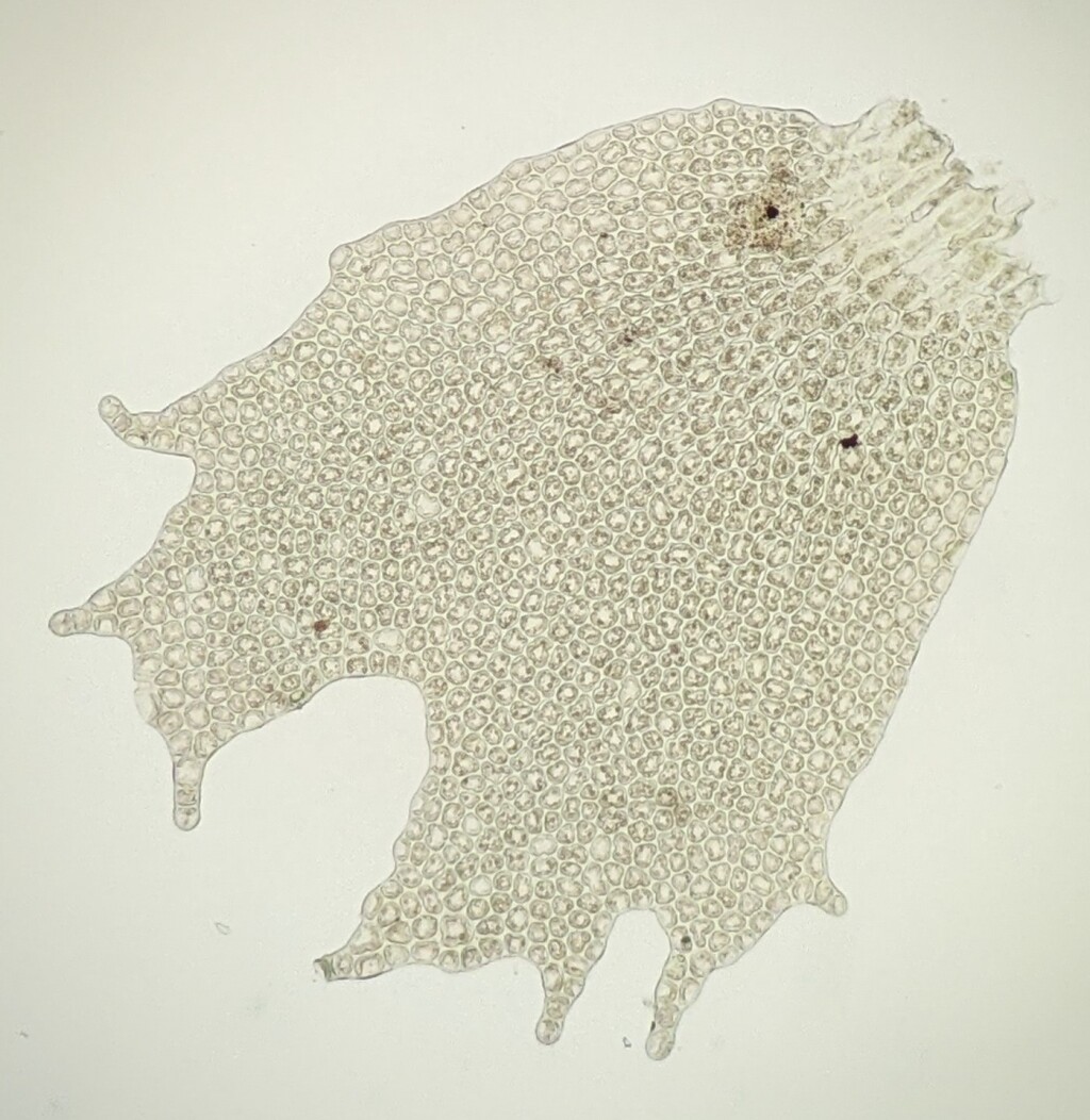 Frullania monocera (hero image)