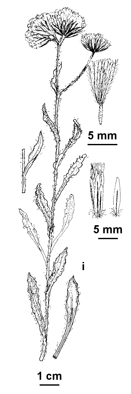 Rhodanthe tietkensii (hero image)