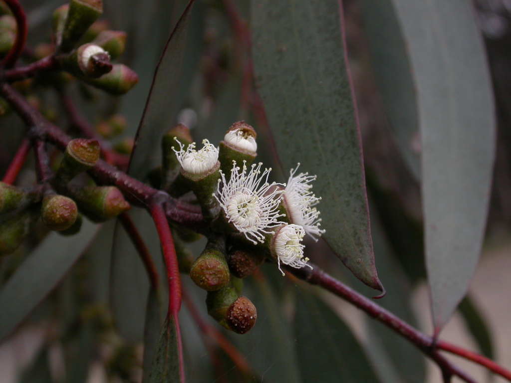 Eucalyptus pauciflora (hero image)