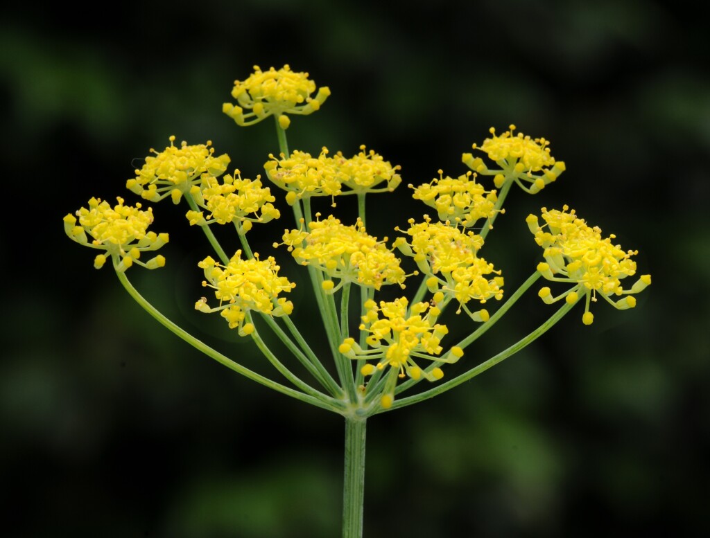 Foeniculum vulgare (hero image)