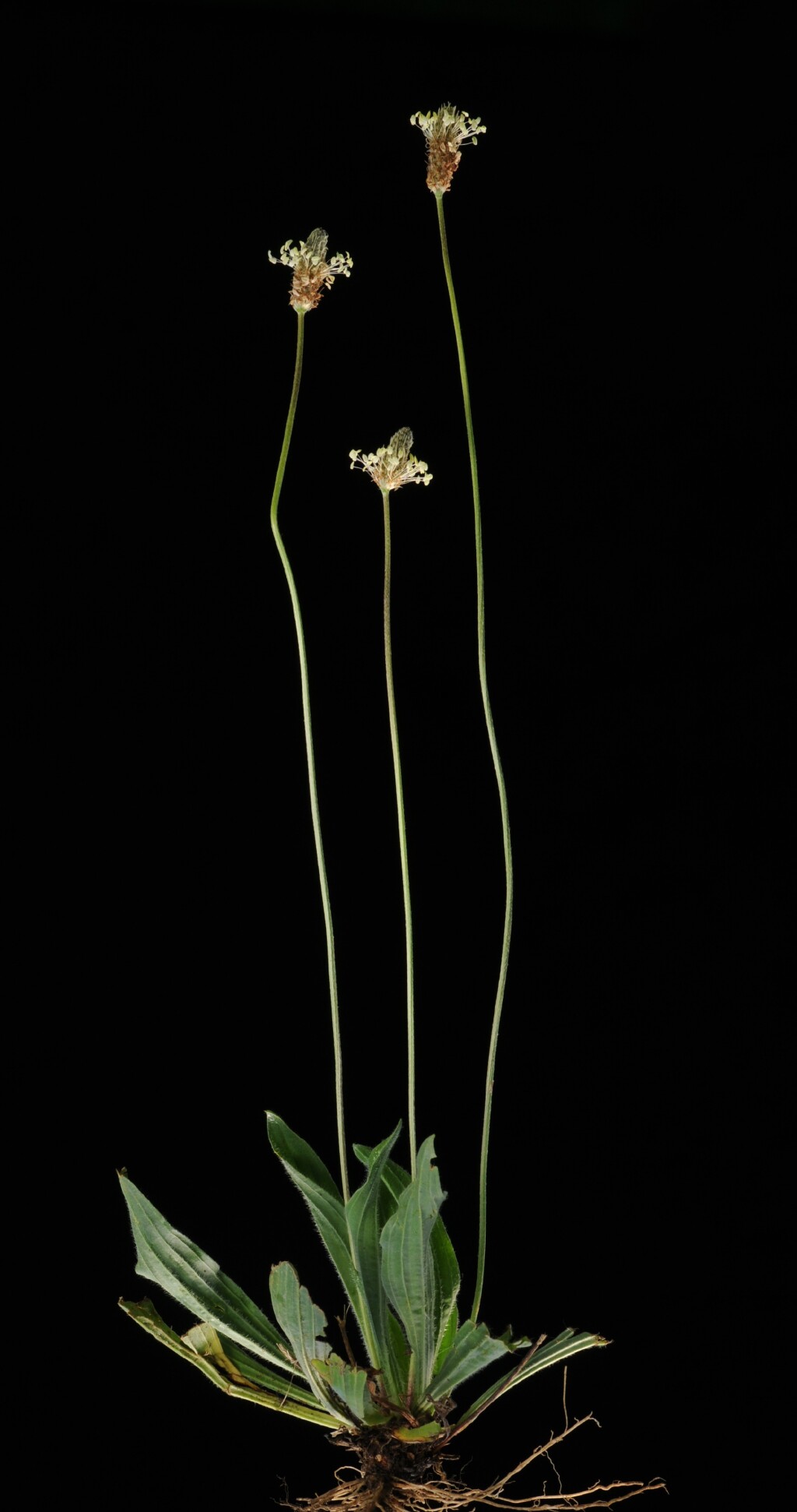 Plantago lanceolata (hero image)