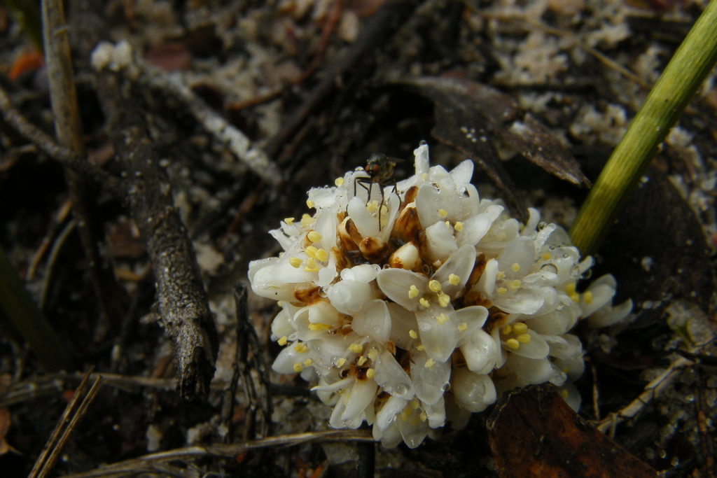 Lomandra juncea (hero image)