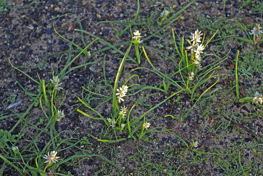 Wurmbea latifolia subsp. vanessae (hero image)
