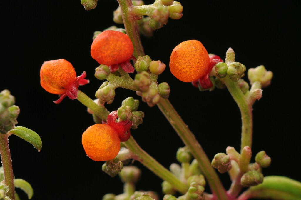 Einadia nutans subsp. nutans (hero image)