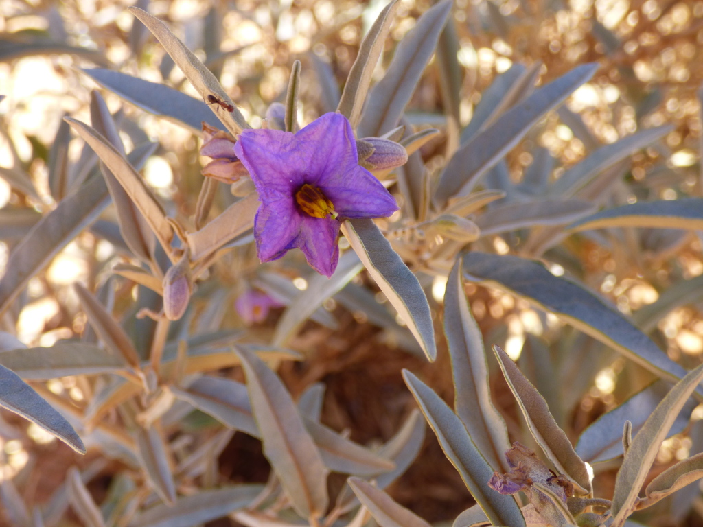 Solanum sturtianum (hero image)