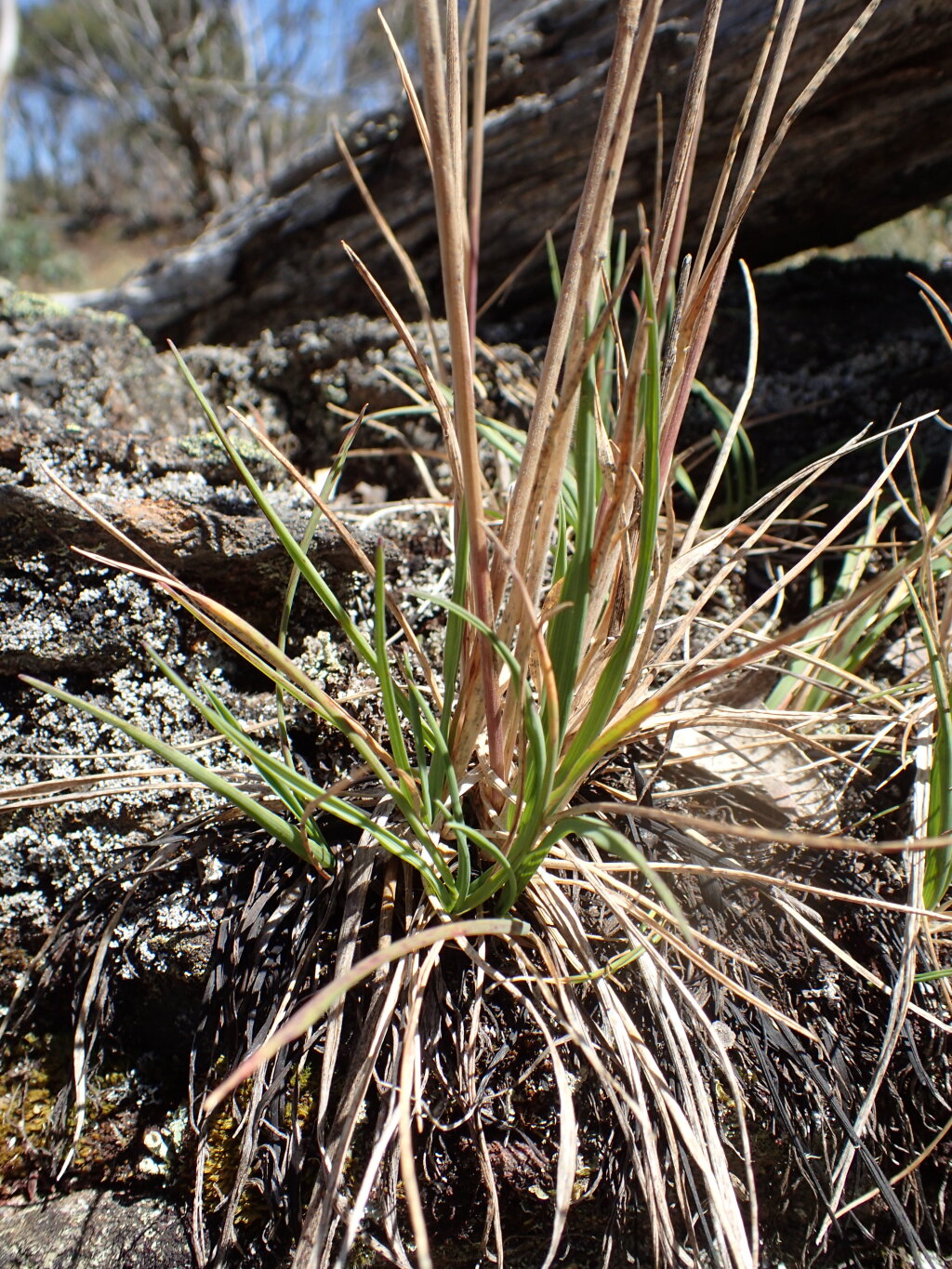 Trisetum spicatum (hero image)