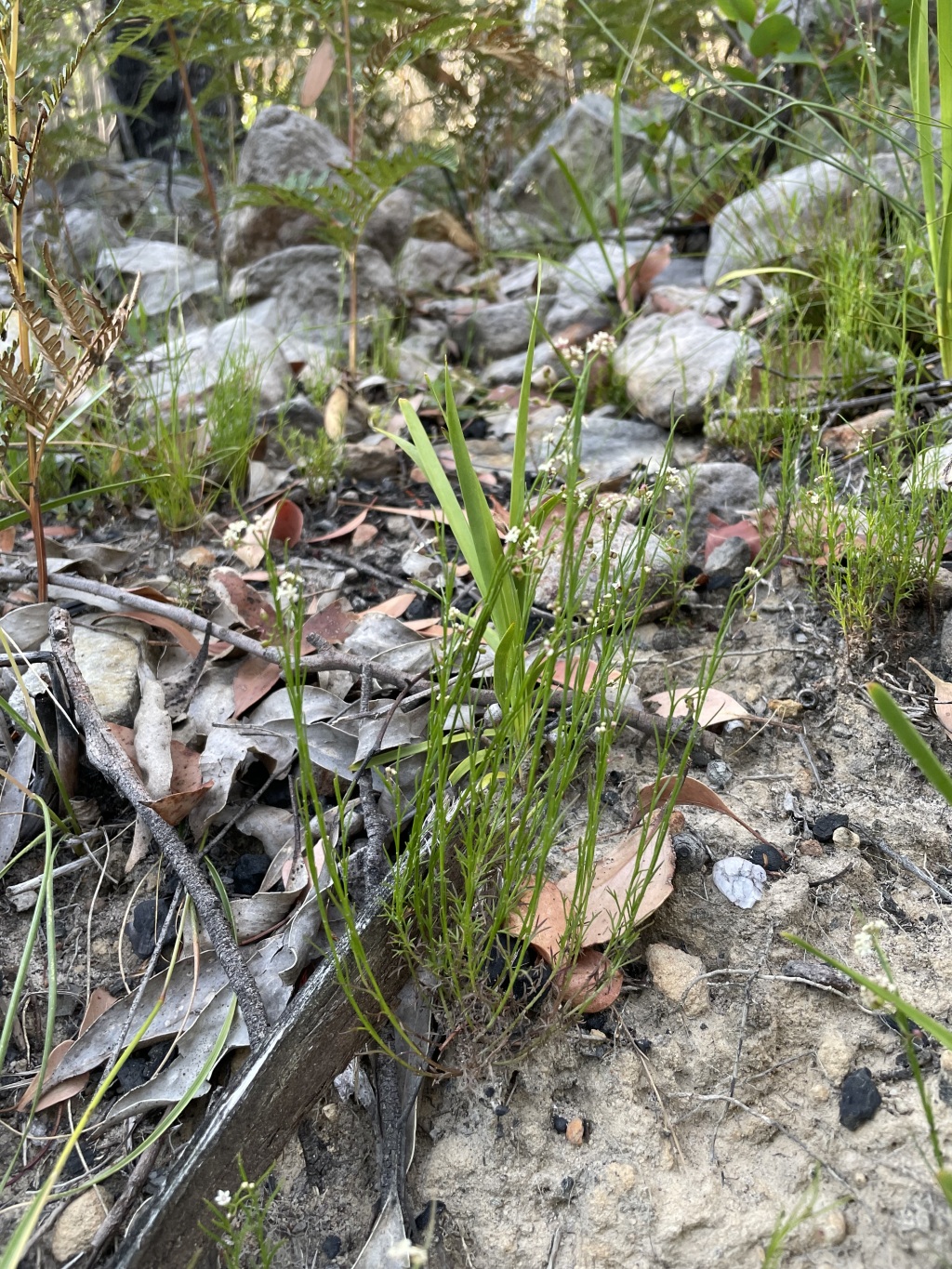 Platysace heterophylla (hero image)