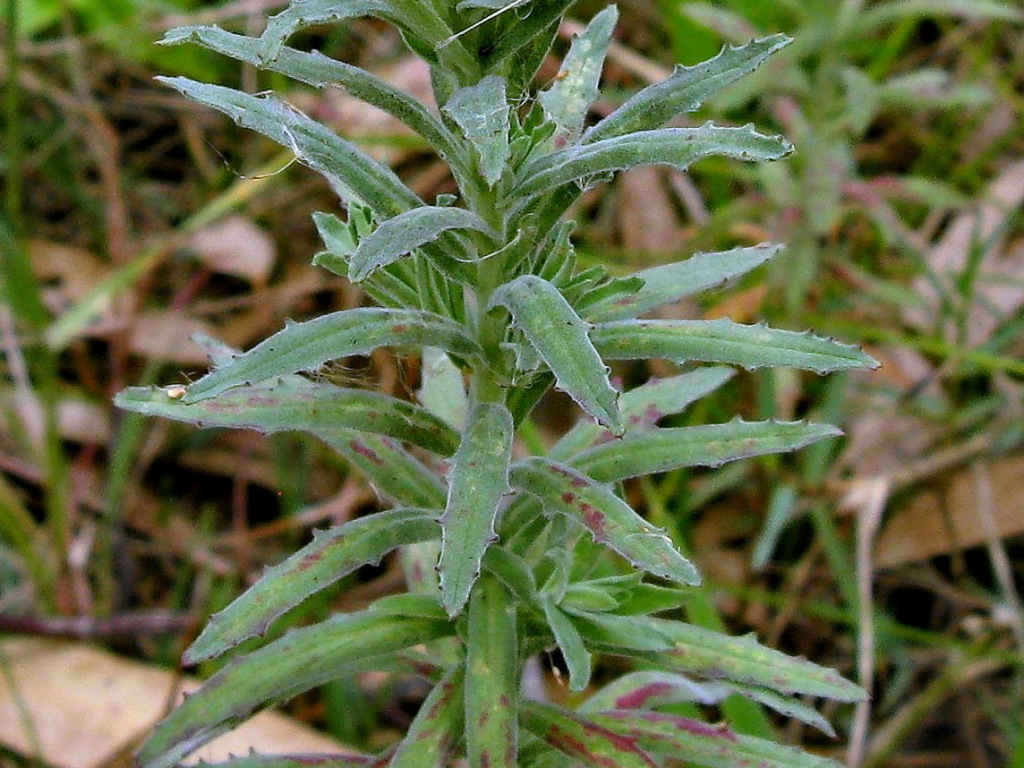 Epilobium billardiereanum (hero image)