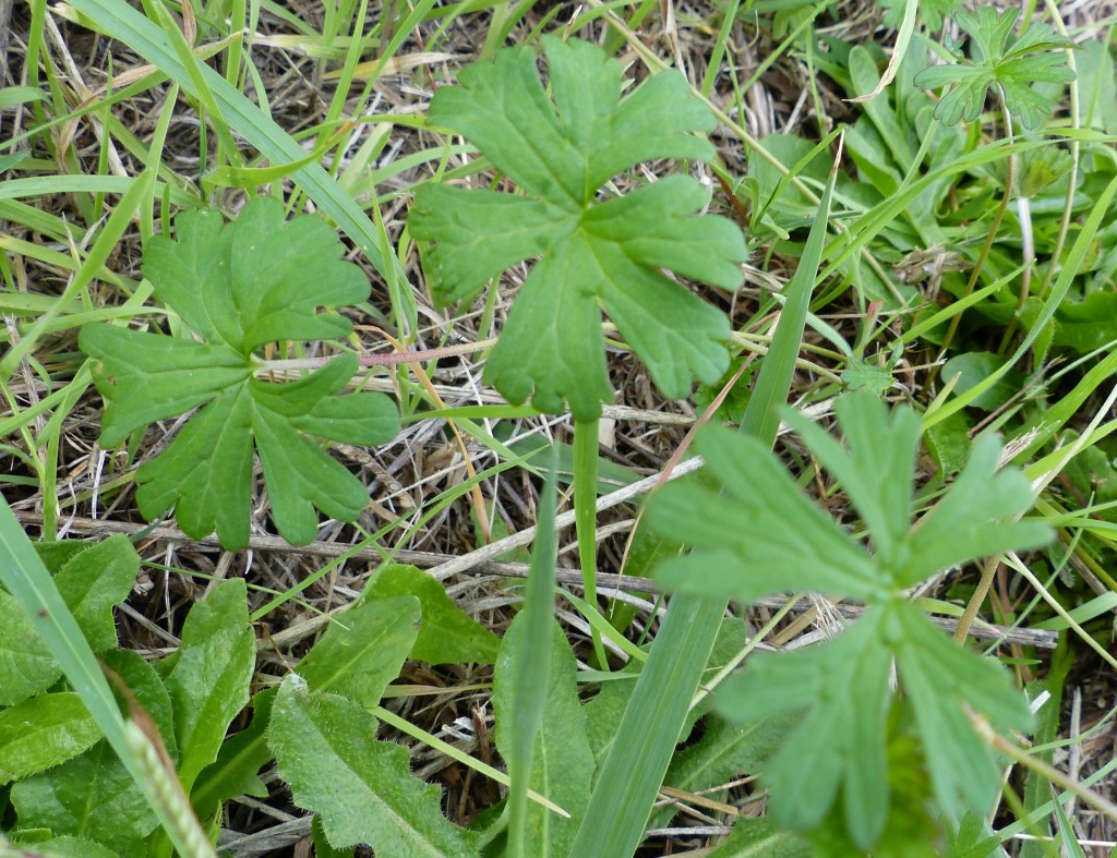 Geranium sp. 5 (hero image)