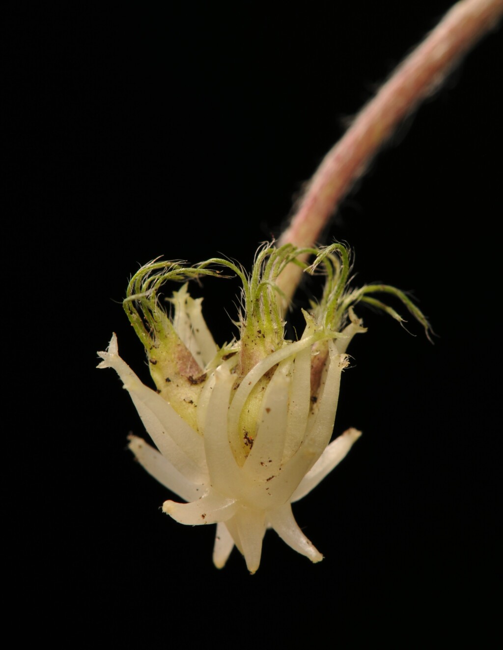 Trifolium subterraneum (hero image)