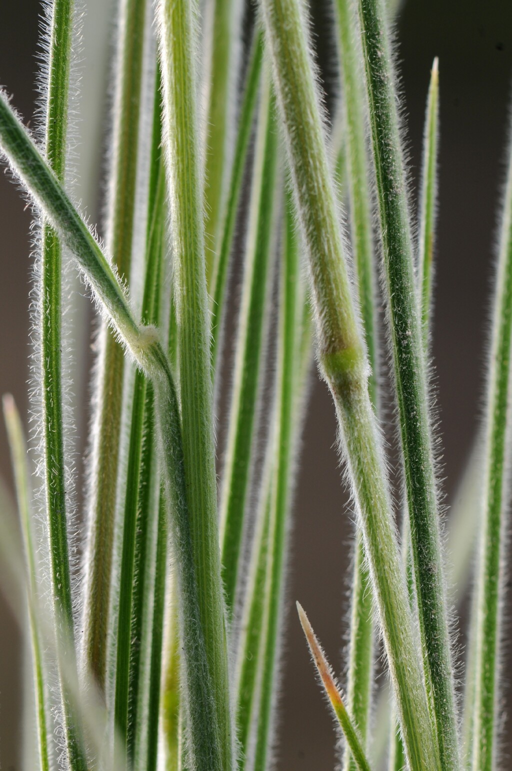 Poa morrisii (hero image)