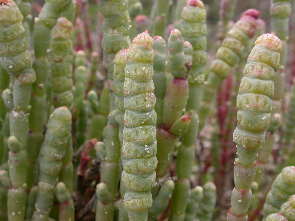 Salicornia blackiana (hero image)