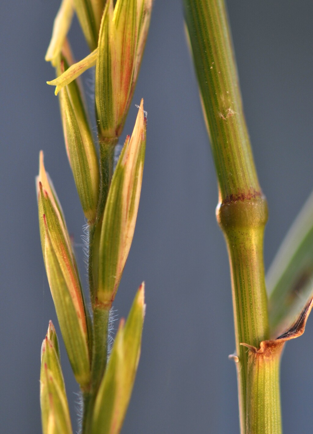 Elymus (hero image)