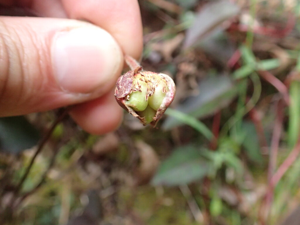 Hibbertia dentata (hero image)