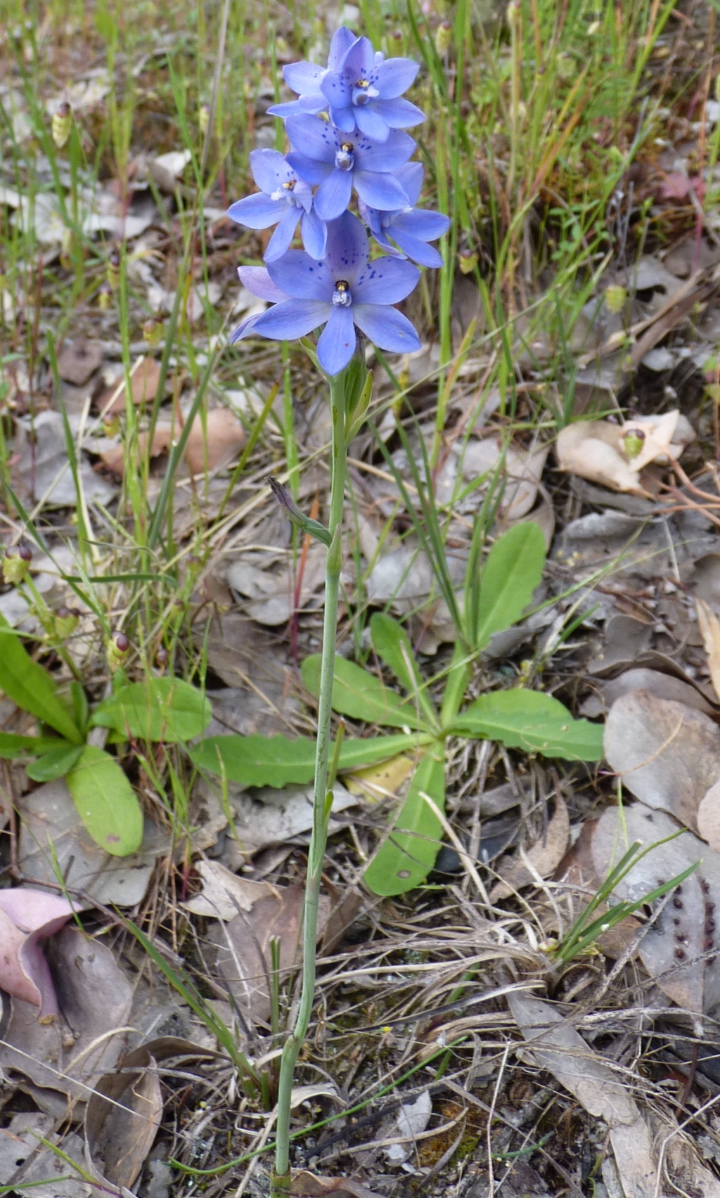 Thelymitra ixioides (hero image)